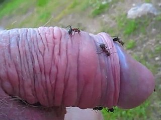 Kinky-Kumpel steckt seinen kleinen Schwanz apropos einen Ameisenhaufen und genießt es